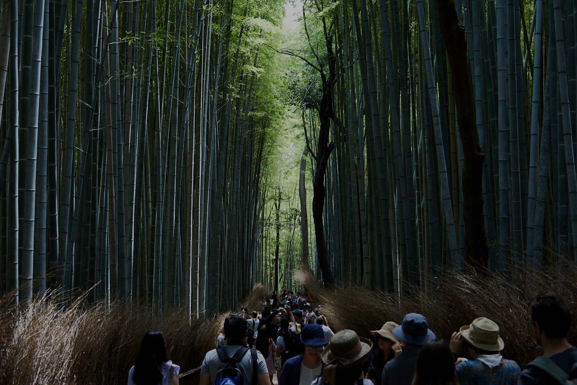 סביבת המלון. נופי העיר kyoto