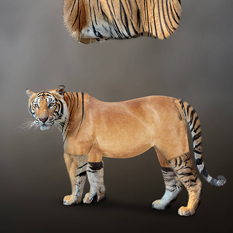 מיכל שם טוב 2018