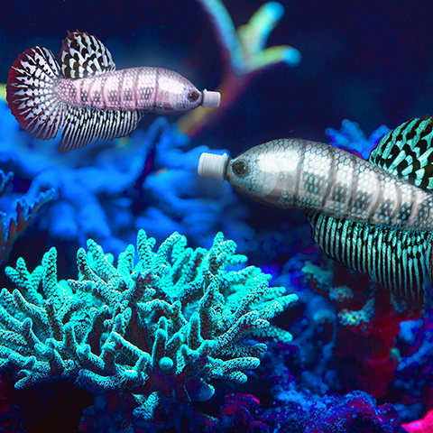 שיראל סלמה 2020